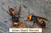 Asian Giant Hornet